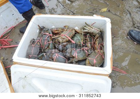 The Release Of Illegal Crab