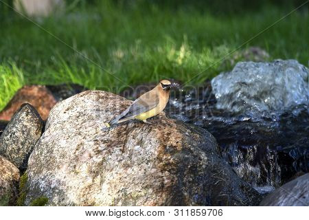 The Cedar Waxwing (bombycilla Cedrorum),birds Come To The Spring Of Water Small Stream, Where They B