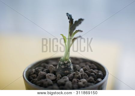 Dorstenia Foetida Schweinf Or Dorstenia Crispa In Ceramic Pot.