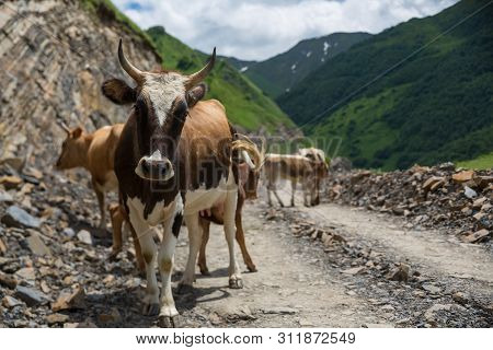 Georgia, Mountain Road With Cows. Mountain Road To Dusheti Region Alpine Fields With Cows
