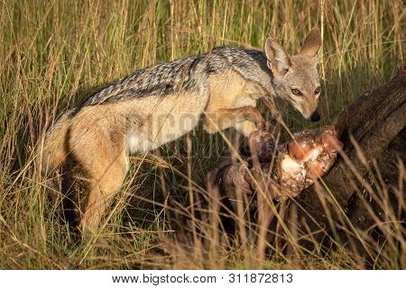 Black-backed Jackal Paws Guiltily At Buffalo Carcase