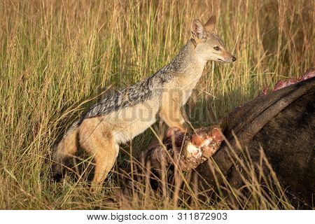 Black-backed Jackal Stands On Carcase Scanning Horizon