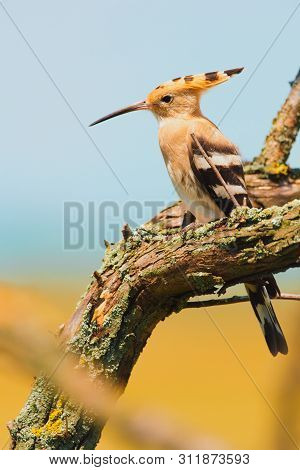 Eurasian Hoopoe, Common Hoopoe Or Upupa Epops, The Beautiful Brown Bird On A Tree Branch