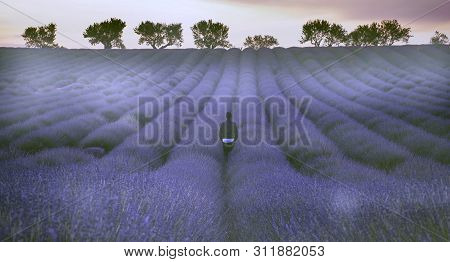 Lavender Field Nature Background In Sount Of France, Valensole, Provence During Summer Time.
