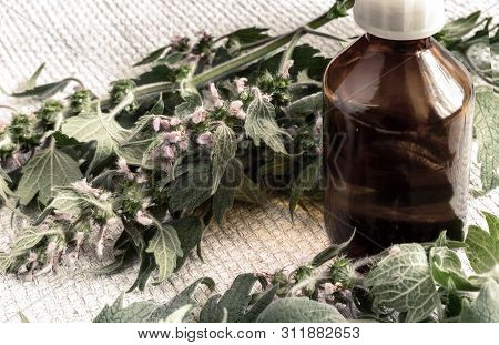 Motherwort - A Medicinal Plant With A Calming Effect