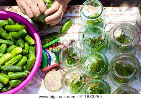 Grandma Closes Pickled Cucumbers In The Banks For The Winter ,the Process Of Pickling  Small Fresh C