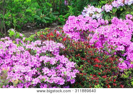 Bush With Pink Flowers Rhododendron Growing In Spring Garden