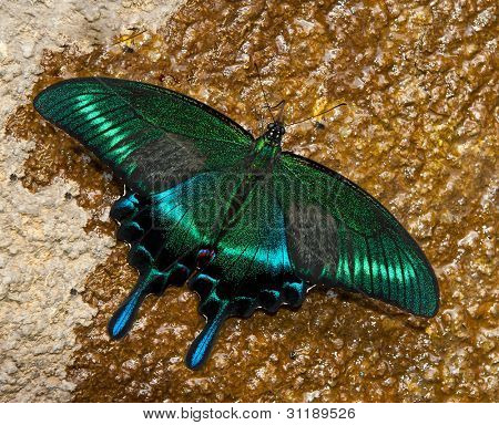Krásné asijské otakárek butterfly Papilio dehaanii na skále. Letní forma