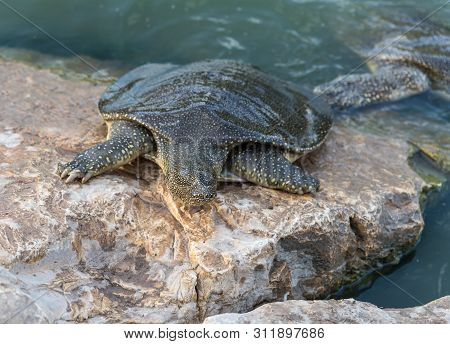 Nile Soft-skinned Turtle - Trionyx Triunguis - Climbs Onto The Stone Beach In Search Of Food In The 