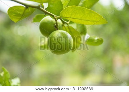 Green Limes On A Tree / Fresh Lime Citrus Fruit High Vitamin C In The Garden Farm Agricultural With 