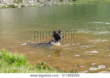 Border Collie In The Parc Natural De La Vall De Sorteny, Pyrenees, Andorra.