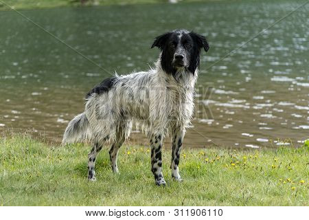 Border Collie In The Parc Natural De La Vall De Sorteny, Pyrenees, Andorra.