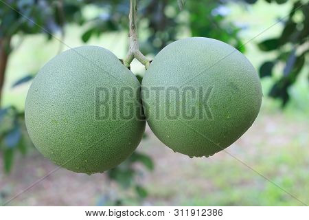 Pomelo, Ripening Fruits Of The Pomelo, Natural Citrus Fruit, Green Pomelo Hanging On Branch Of The T