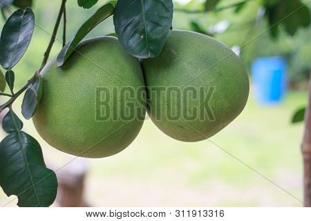 Pomelo, Ripening Fruits Of The Pomelo, Natural Citrus Fruit, Green Pomelo Hanging On Branch Of The T