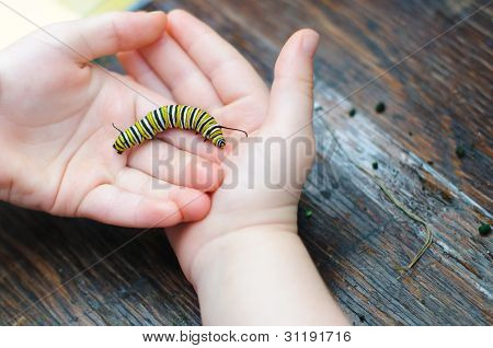 Monarch Raupe in Händen des Kindes