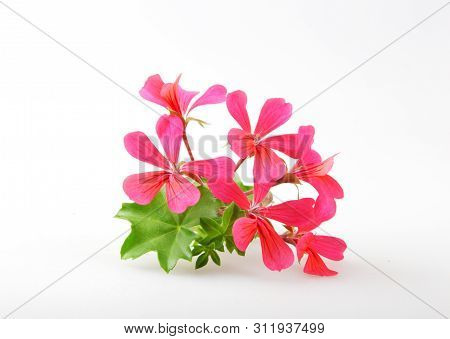 Geranium Pelargonium Flowers Isolated On White Background