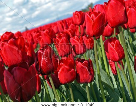 Rød tulipan