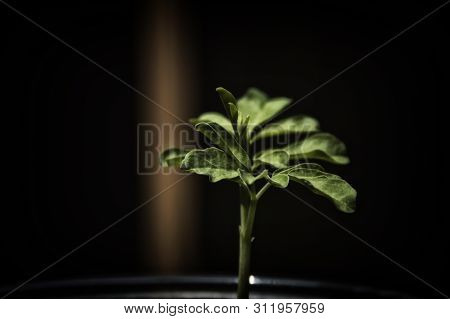 Eye Level View Of Young Moringa Tree With Its First Leaves With Dark Background, Stylized. Moringa I