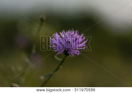 Purpe Field Flower In The Background Bank