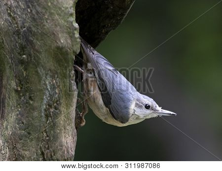 A Juvenile Nuthatch Bird In Local Woodlands