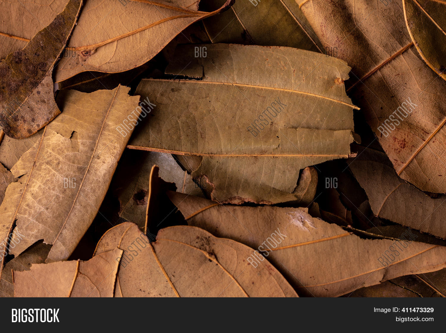 Indian Bay Leaves Image & Photo (Free Trial) Bigstock