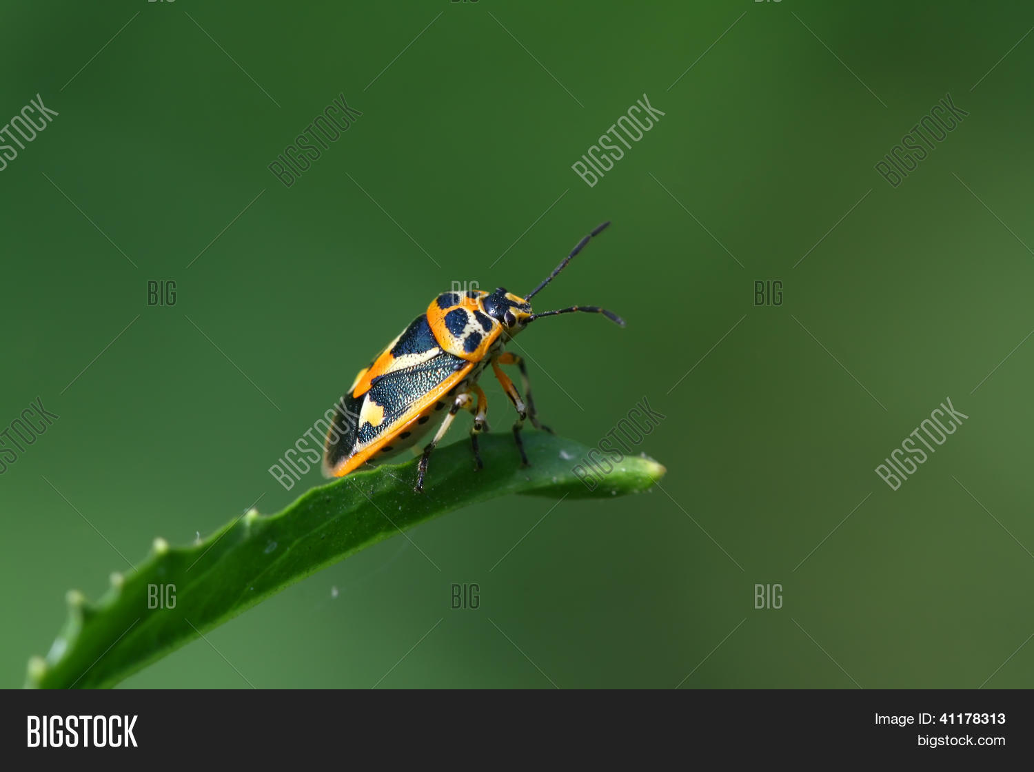 Image Preview