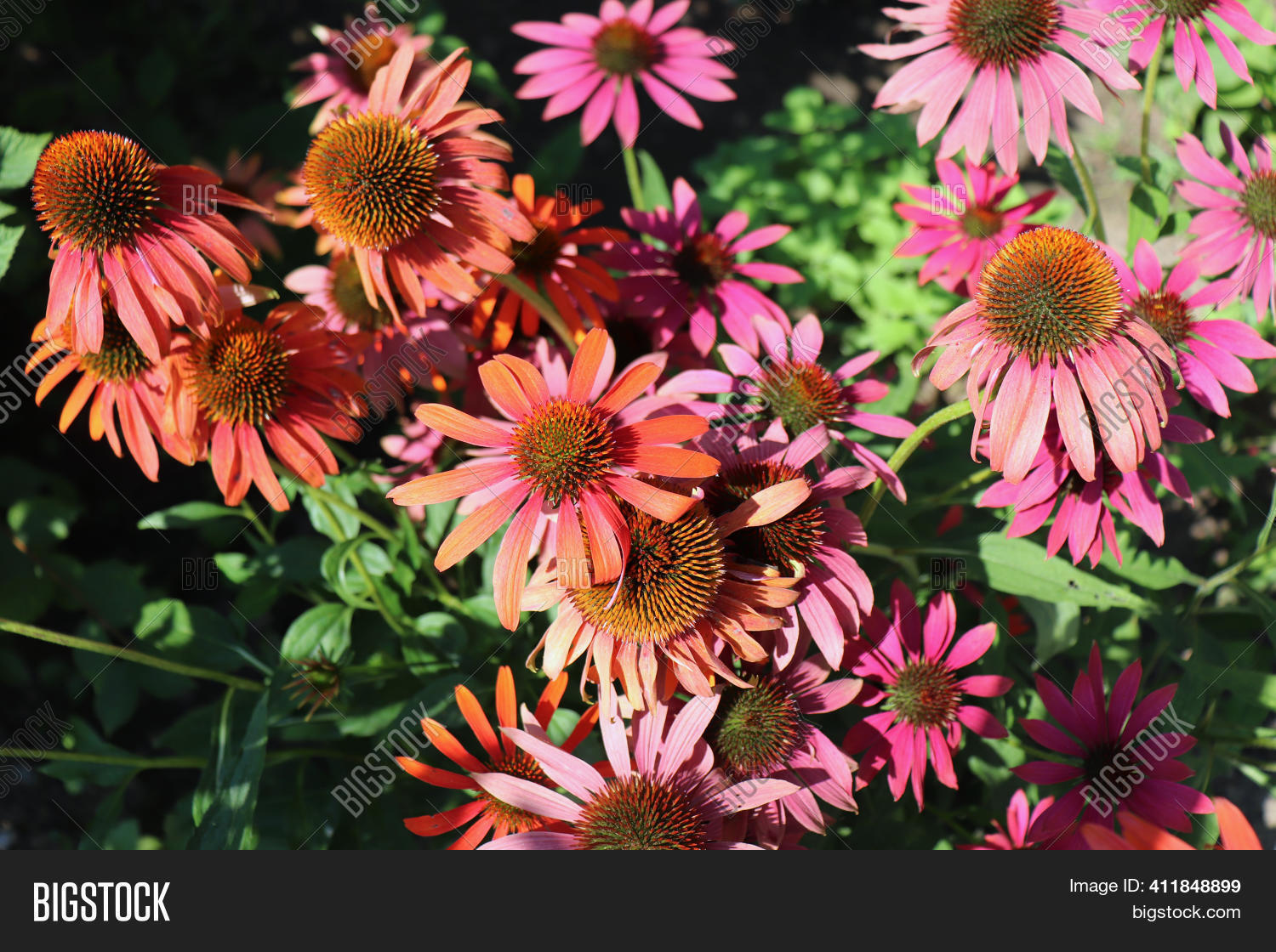 Red Coneflower Image & Photo (Free Trial) Bigstock