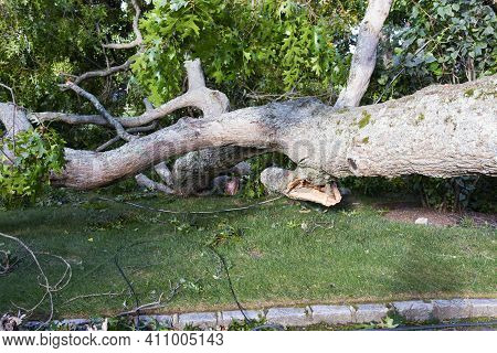 A Tree That Was Blow  Down During A Storm Takes Electric And Cable Wires Down With It Lying On A Fro