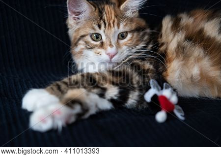 Young Kurilian Bobtail Kitten Face Playing With Cats Toy