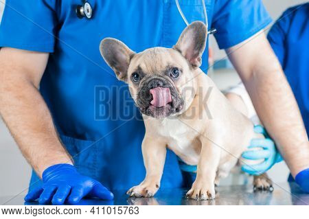 French Bulldog In A Veterinary Clinic. Two Doctors Are Examining Him. Veterinary Medicine Concept. P