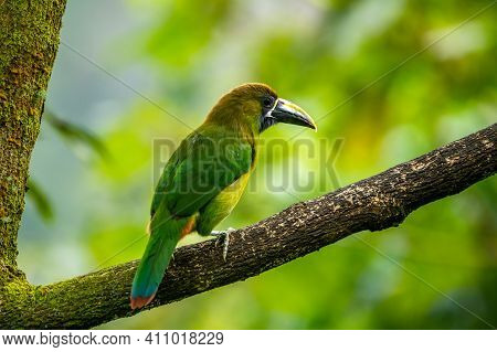The Crimson-rumped Toucanet, Aulacorhynchus Haematopygus Perched On The Branch In Rain Forest In Ecu