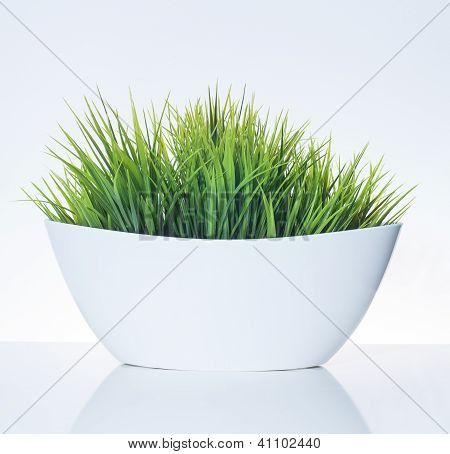 Grass in the flower pot