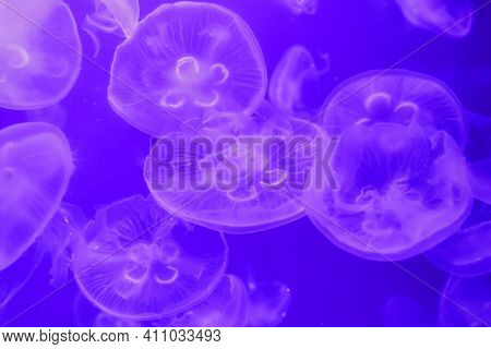 Macro Aurelia Aurita Semaeostomeae A Close Up
