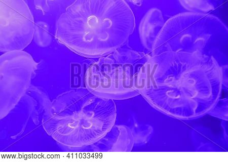 Macro Aurelia Aurita Semaeostomeae A Close Up