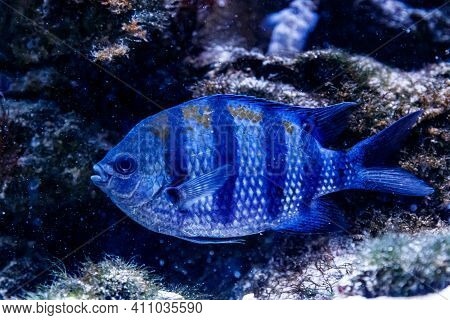 Fish Surgeon Zebra Acanthurus Triostegus A
Close Up