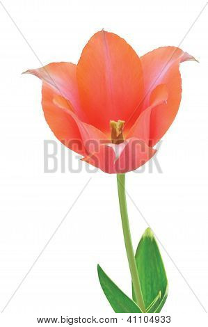 leichte rote Tulpe mit BlÃ¤ttern auf weiÃŸ