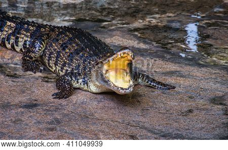 Large Brown Alligator With Mouth Wide Open
