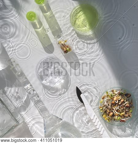 Macrobiotic Food. Mix Of Fresh Sprouts In Glass Jar. Nutrition Value Of Sprouting Mix. Green Fresh P
