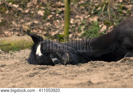 Horse Lie On Side To Sleep Outside
