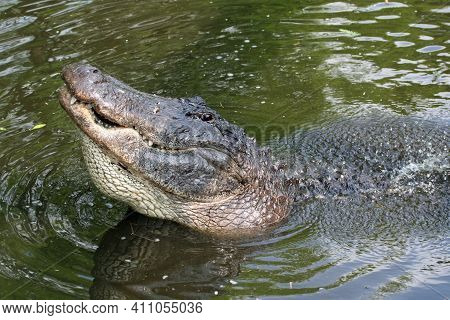 Large Male American Alligator - Alligator Mississippiensis - Bellowing During Mating Season In Flori