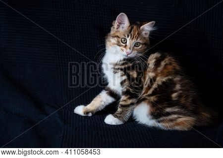 Small Straight Red Kurilian Bobtail Kitten Sitting