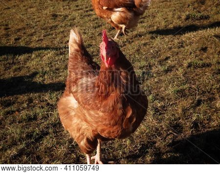 Free Range Brown Laying Hen In Green Grass, Close Up Portrait