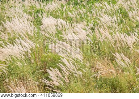 wild sugarcane grass with white flowers and seeds in the field near a river in Nantou, Taiwan