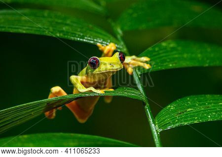 Gliding Tree Frog (agalychnis Spurrelli) Is A Species Of Frog In Family Hylidae. It Is Found In Colo