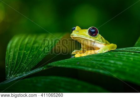 Gliding Tree Frog (agalychnis Spurrelli) Is A Species Of Frog In Family Hylidae. It Is Found In Colo