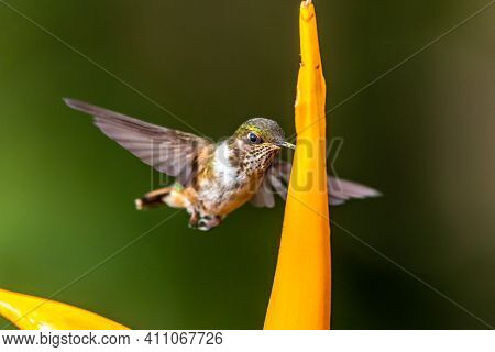 Green Violet-ear (colibri Thalassinus) Hummingbird In Flight Isolated On A Green Background In Costa
