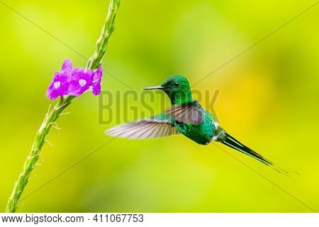 Green Violet-ear (colibri Thalassinus) Hummingbird In Flight Isolated On A Green Background In Costa