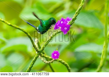 Green Violet-ear (colibri Thalassinus) Hummingbird In Flight Isolated On A Green Background In Costa