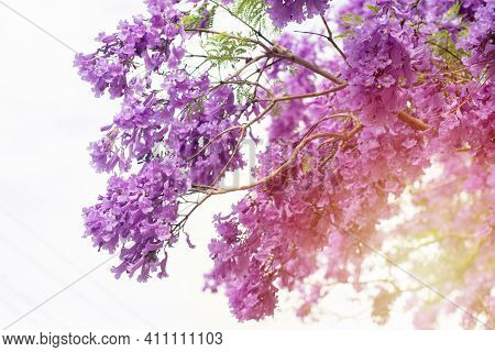 Jacaranda Tree In A Full Bloom With Beautiful Purple Flowers