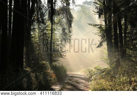 Autumn forest path sun Nature woods landscape sunrise Nature landscape tree landscape Nature background Nature landscape Nature background Nature landscape Nature landscape Nature background landscape Nature background Nature background Nature landscape.